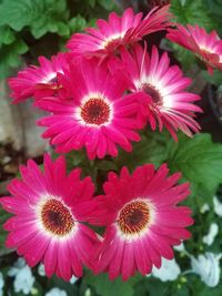 Close-up of pink flowers