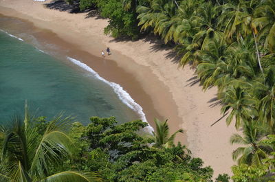 Plants growing on tree