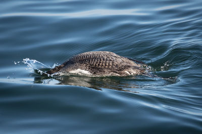 View of turtle swimming in sea