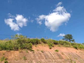 Plants growing on land against blue sky