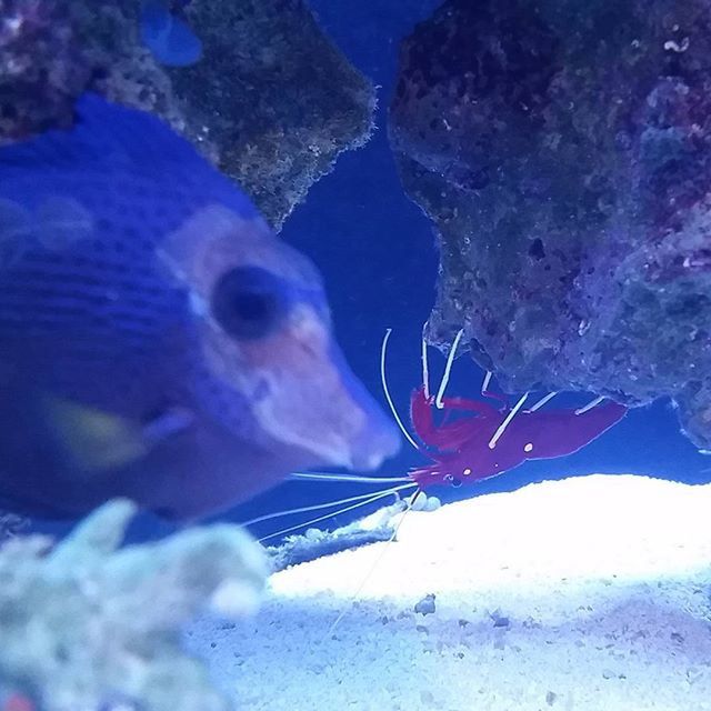 underwater, fish, sea life, water, undersea, swimming, blue, animal themes, sea, animals in the wild, wildlife, aquarium, nature, transparent, beauty in nature, close-up, one animal, school of fish, animals in captivity