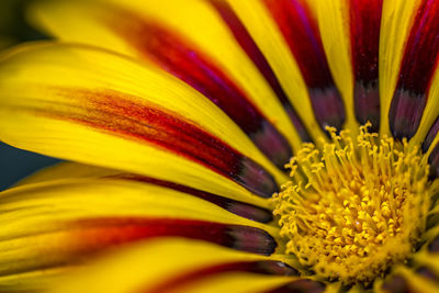 Full frame shot of yellow flower head