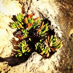 Close-up of plants