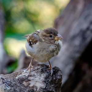 Close-up of bird perching on wood