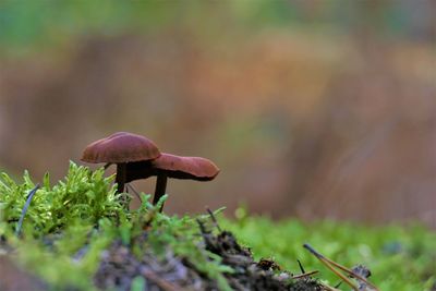 Close-up of mushroom growing on field