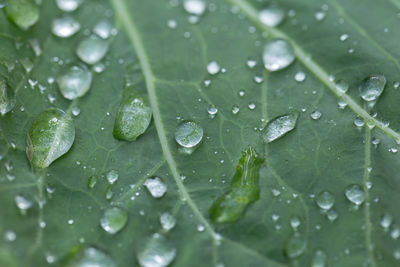 Full frame shot of wet leaves on rainy day