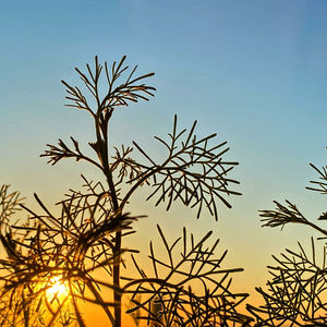 Low angle view of plants against clear sky