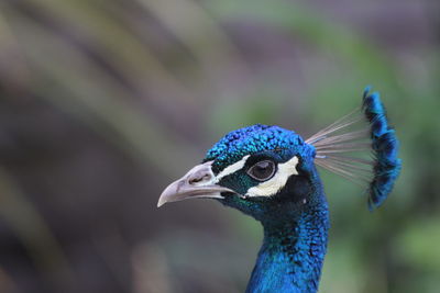 Close-up of peacock