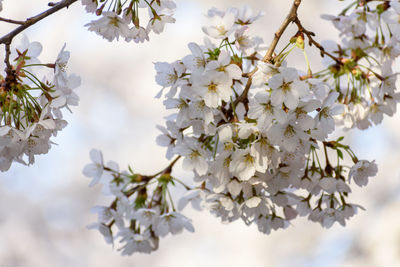 Low angle view of cherry blossoms in spring