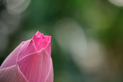 Close-up of pink rose