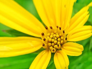 Close-up of yellow flower blooming outdoors