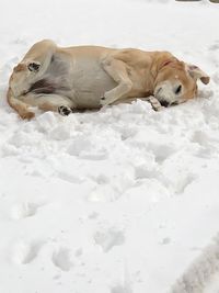 Dog resting in snow