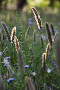 Close-up of flowering plant on field