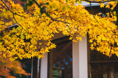 Close-up of yellow tree during autumn