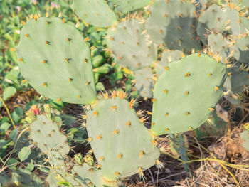 High angle view of prickly pear cactus