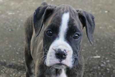 Close-up portrait of dog standing outdoors