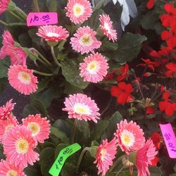 High angle view of pink flowers blooming outdoors