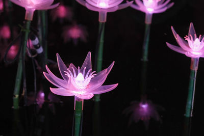 Close-up of illuminated red flower