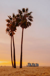 Palm tree on beach against sky during sunset in california 