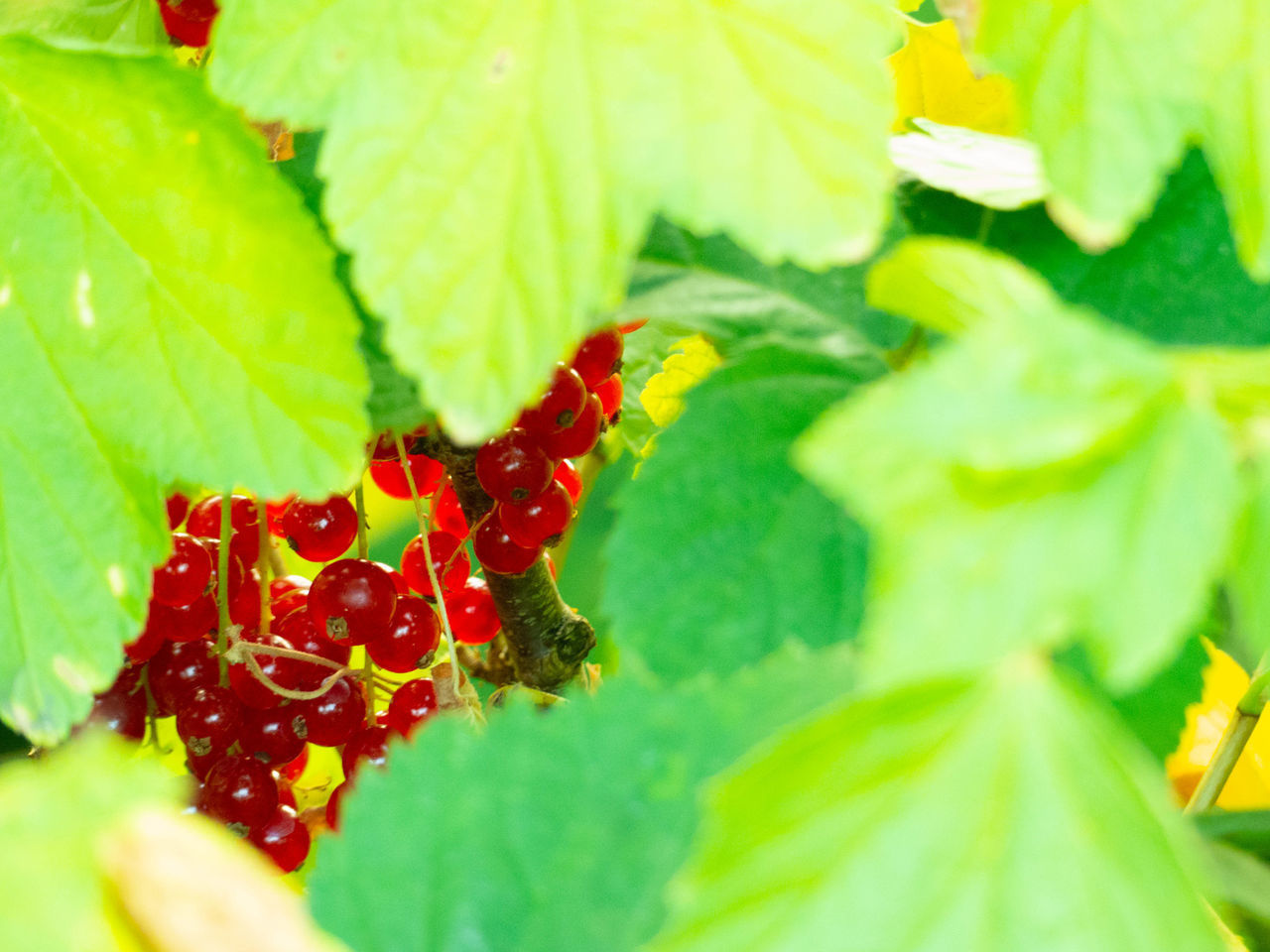 CLOSE-UP OF STRAWBERRY PLANT