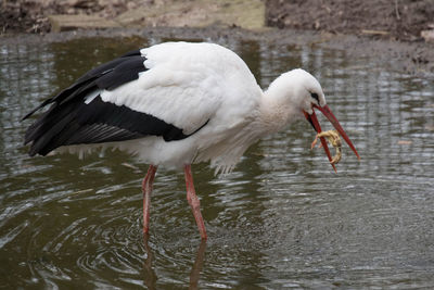 Close-up of stork in lake