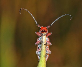 Close-up of red insect