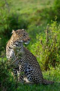 Portrait of leopard among green bushes in the masai mar in kenya