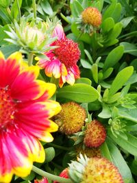 Close-up of flowers blooming outdoors