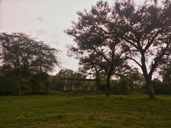 Trees on field against sky