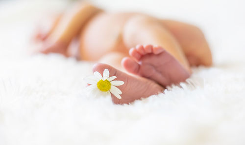 Cropped hand of woman holding white flowers