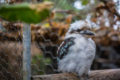 Close-up of bird