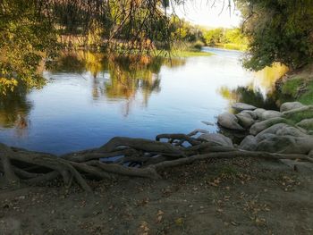 Scenic view of lake by trees