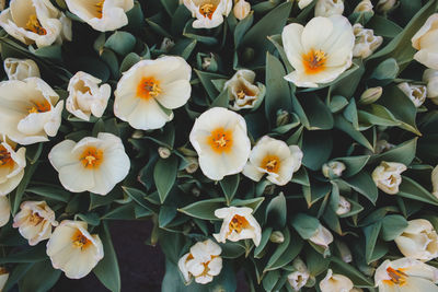 Close-up of flowers blooming outdoors