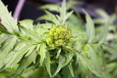 Close-up of flowering plant