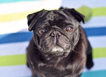 Close-up portrait of a dog