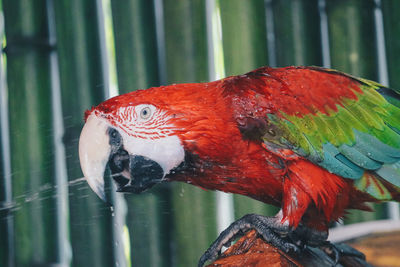 Close-up of parrot perching