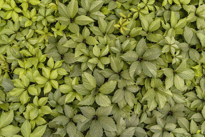 Full frame shot of fresh green plants