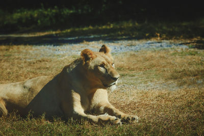 Lioness looking away