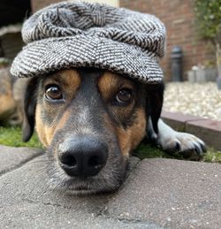 Close-up portrait of a dog