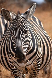 Close-up of giraffe