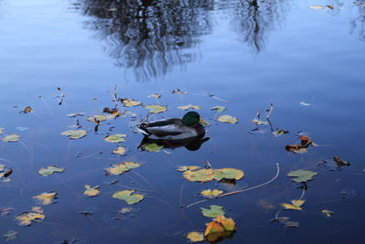 Ducks swimming in a lake
