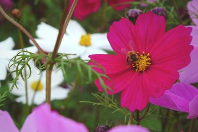 Close-up of pink cosmos flowers blooming outdoors