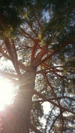 Low angle view of trees