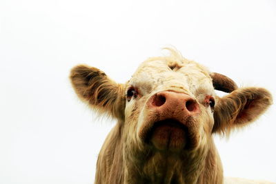 Close up of bull against a misty sky 