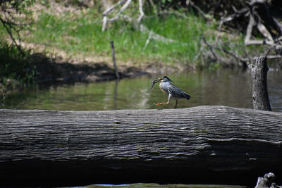 View of bird perching on wood against lake