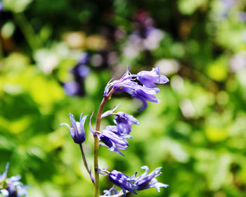 Close-up of purple flowering plant