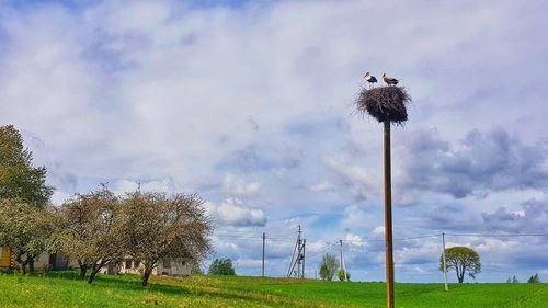 Low angle view of coconut palm trees on field against sky