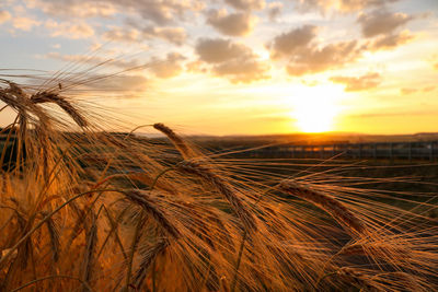 Close-up of wheat field against sky during sunset