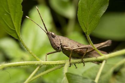 Close-up of insect on leaf