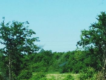 Low angle view of trees against clear sky